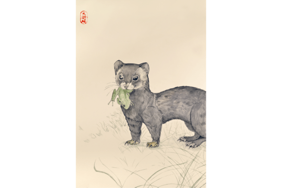 Ferret Japanese Watercolor Illustrations for Branding